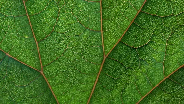 2024公需课答案绿色低碳专题权威解析与备考指南