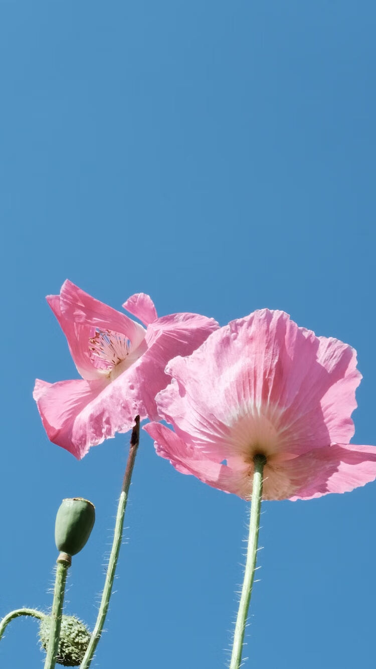 2020年河北公需课入口正式开通:学员登录学习平台指南