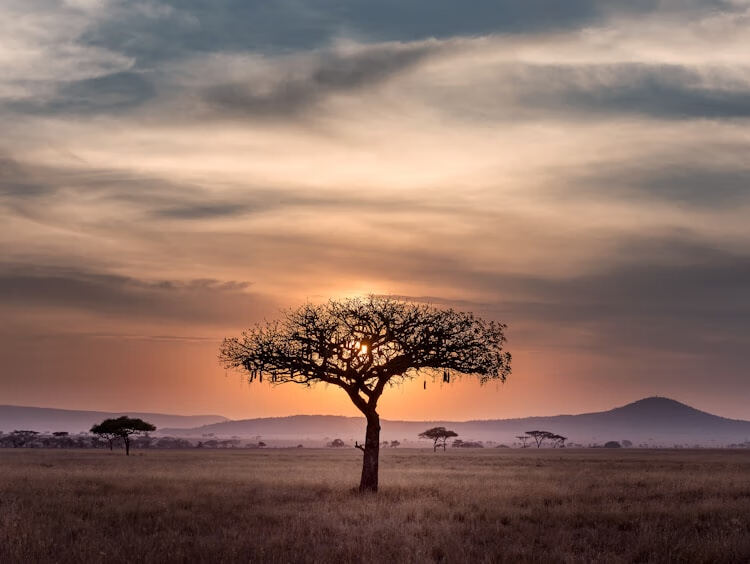 2024智慧树电影欣赏答案权威解析与高分备考指南