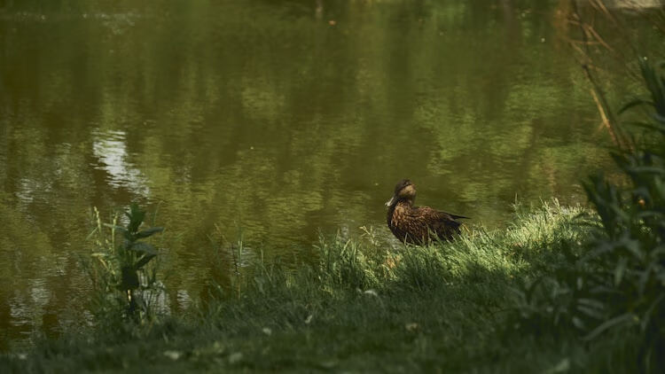 2020公需课学分获取全攻略与年度学习规划解析